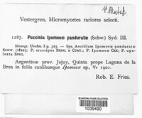 Puccinia ipomoeae image